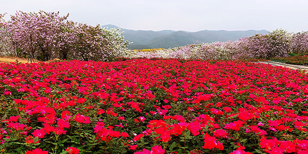 花都赤坭“美丽经济”催生富民“钱”景